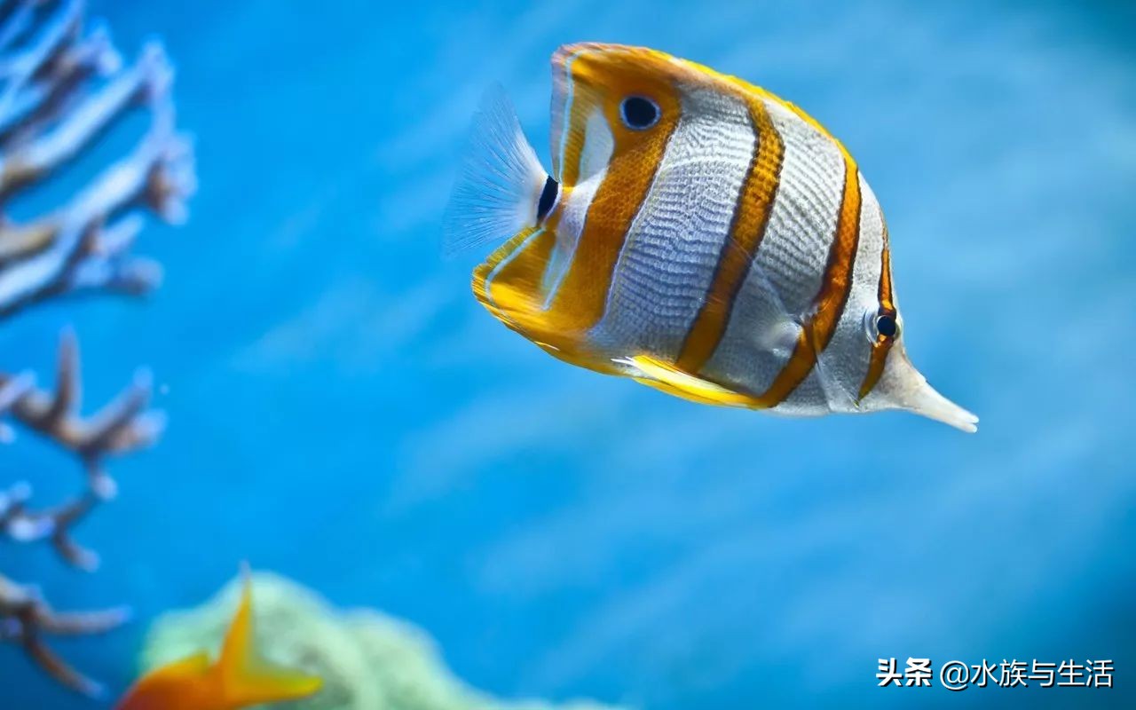 草缸里死鱼怎么处理,观赏鱼死鱼怎么处理最好