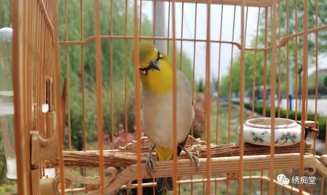 绣眼鸟常见病大全,绣眼鸟如何防病