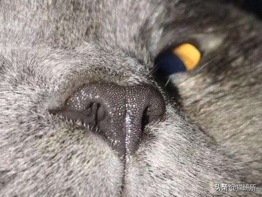 猫咪全项检查都有什么,猫咪的17项基础检查