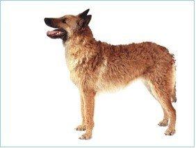 中国有什么名贵的狗,俄罗斯名贵狗价格