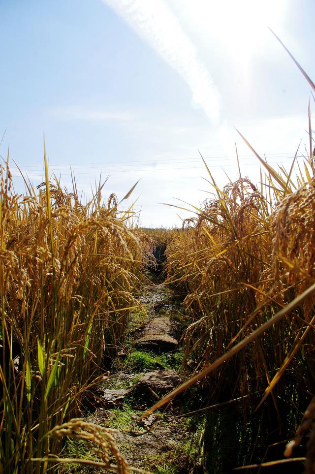 十一沿途风景,十一去红叶谷的景致