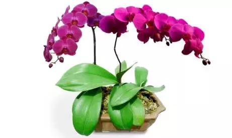 五种最具欣赏价值的兰花,欣赏史上最全的兰花