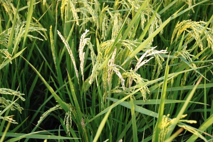 东北地区水稻二化螟什么时间防治,定远县水稻二化螟现状