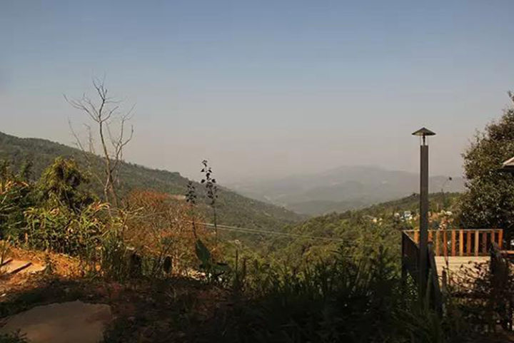 好茶分享南糯山熟普,南糯山的好茶