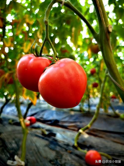番茄膨果期出现裂纹、开裂等裂果现象，原因不一定都是因为缺钙！