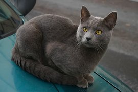 黄色背脖子白色的猫猫是啥种类,猫猫种类价格