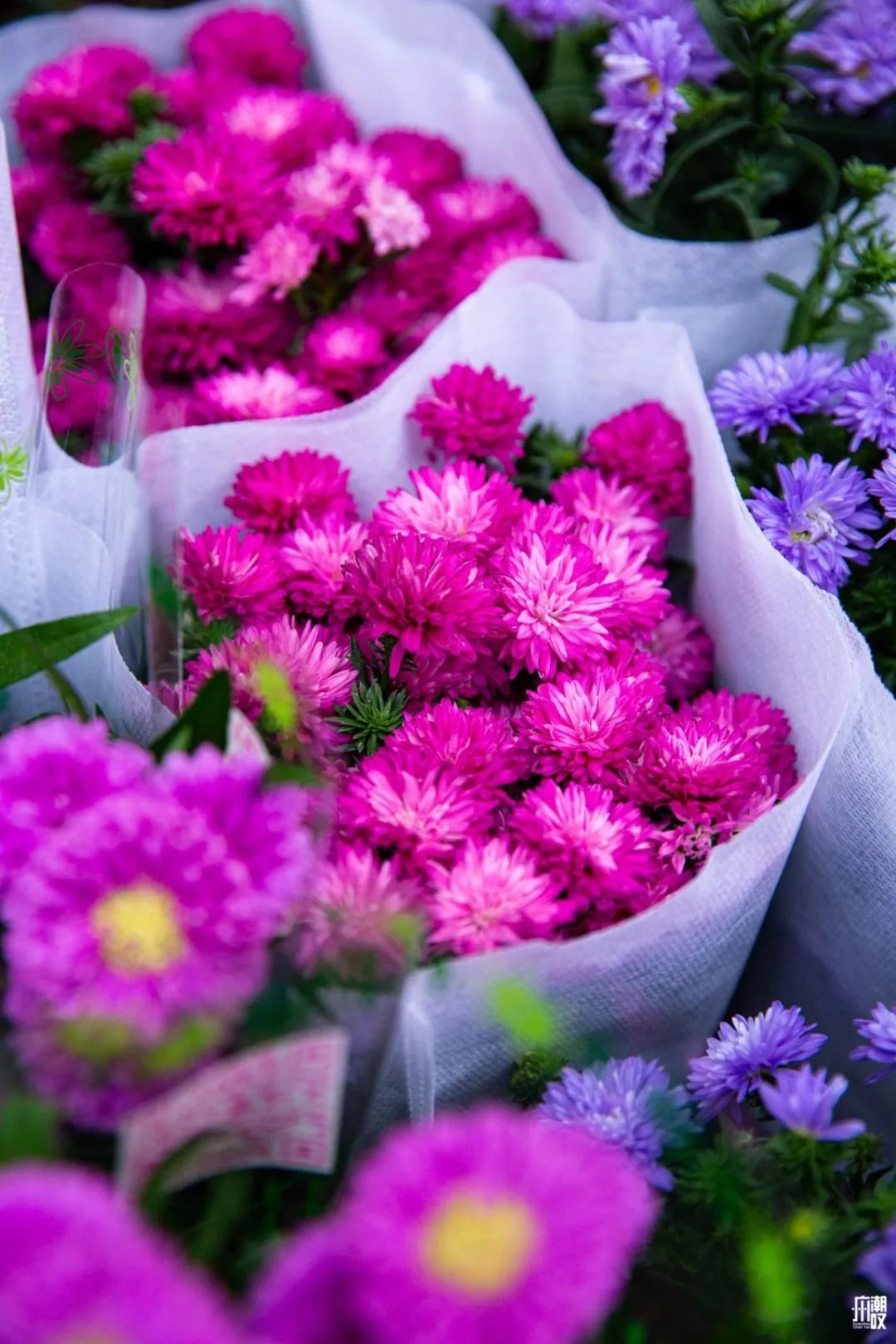 广州最便宜的花卉市场1块钱,广州岭南花卉市场买花攻略