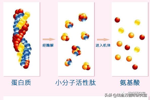 嘉传猫粮是毒猫粮吗,嘉传e85猫粮是毒猫粮吗
