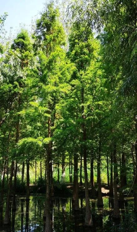 昆明市区旅游推荐避暑,昆明小众避暑景区推荐一下