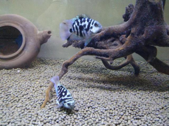 冷水观赏鱼寿命最长的有哪些,寿命最长不吃小鱼的观赏鱼