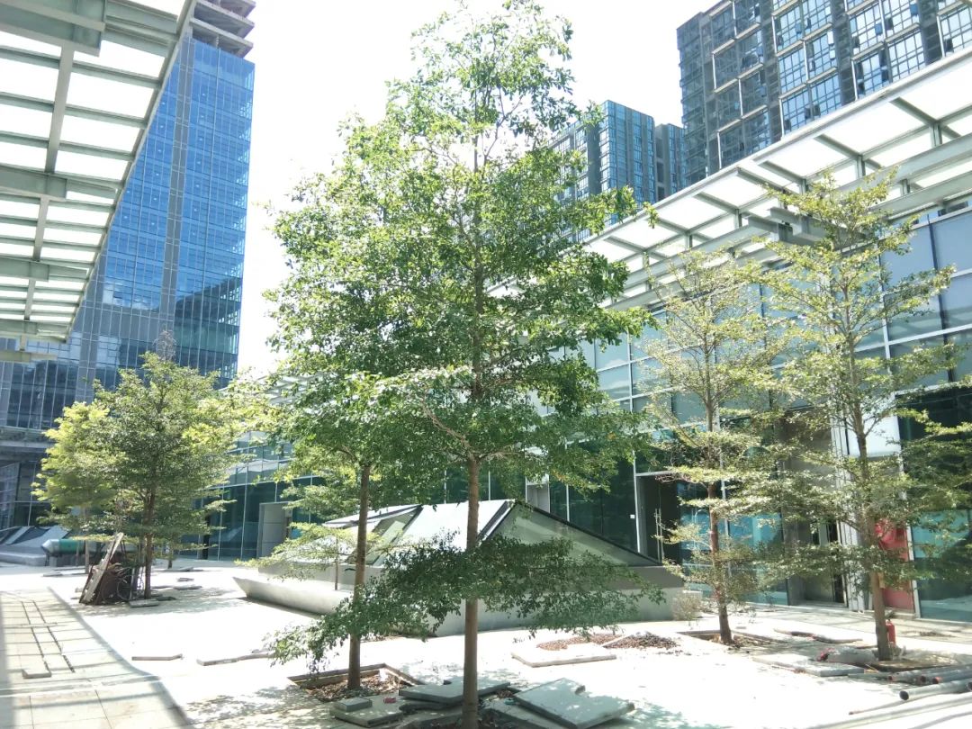 肇庆敏捷城最新进展,肇庆二期敏捷城