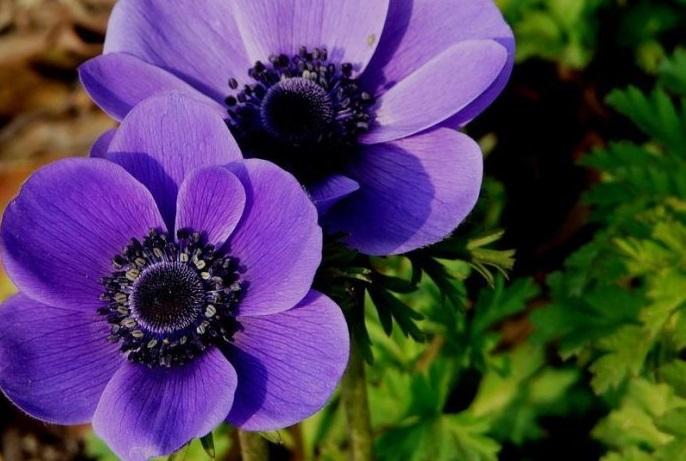 10种最好的鲜花名字,有寓意的花名英文名