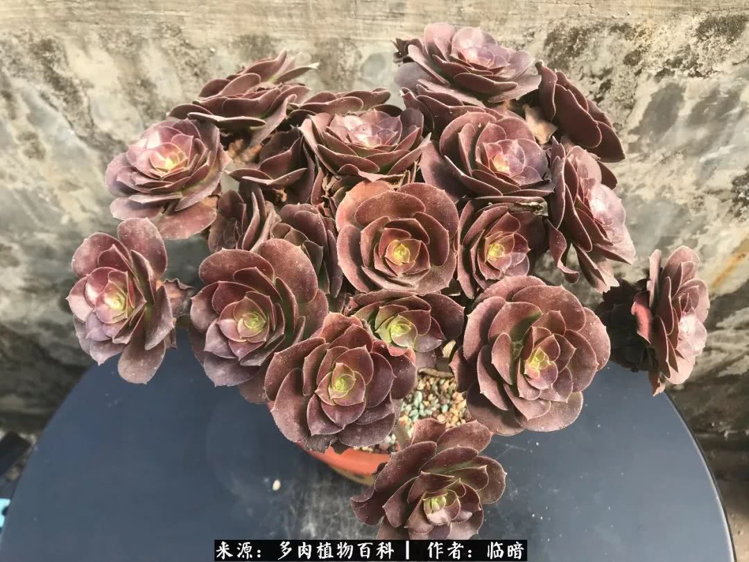 多肉带给我的感情,多肉给人们带什么作用