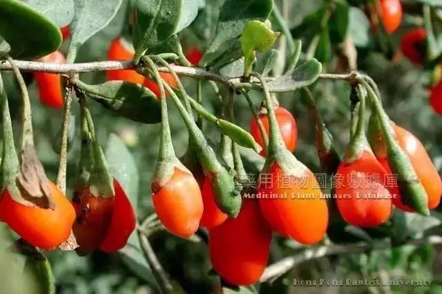 中药地骨皮多少钱一斤,中药地骨皮治什么病