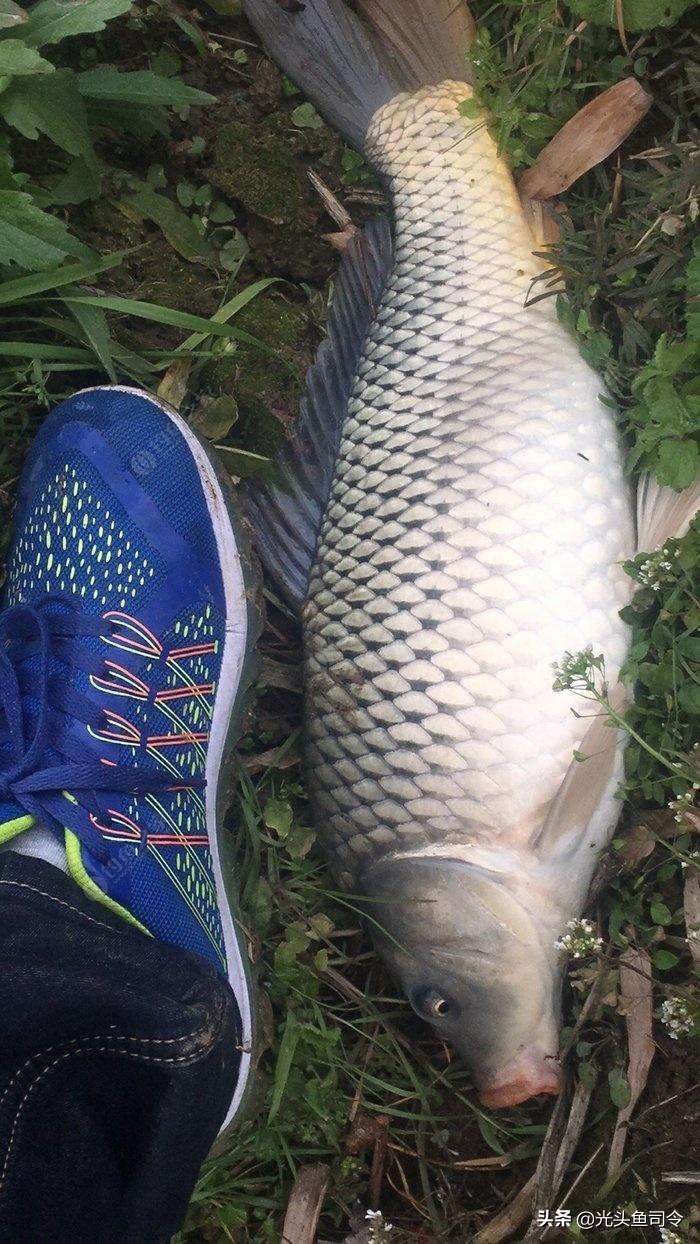 阿魏秘诱小药野钓效果咋样,野钓鲫鱼用什么小药最合适