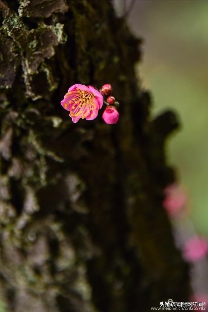 南京梅花山梅花开了吗,来南京梅花山赏梅花