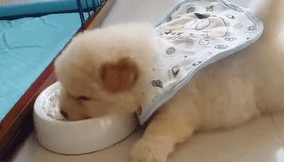 狗狗吃饭急得不得了,狗狗生病不吃饭的各种症状