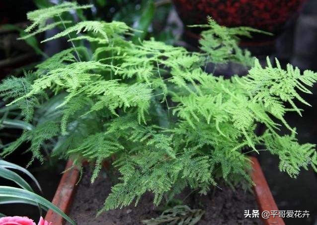 被冻伤花如何挽救,冬天冻不死的10种花