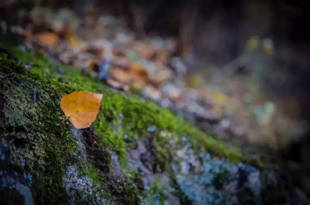 有一种努力叫靠自己视频,有一种努力叫靠自己经典语录