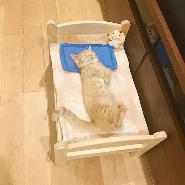 “不行了，我血槽已空，这么萌是怎么长得呢！？”