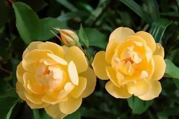 每天学习一点点——100种玫瑰品种科普