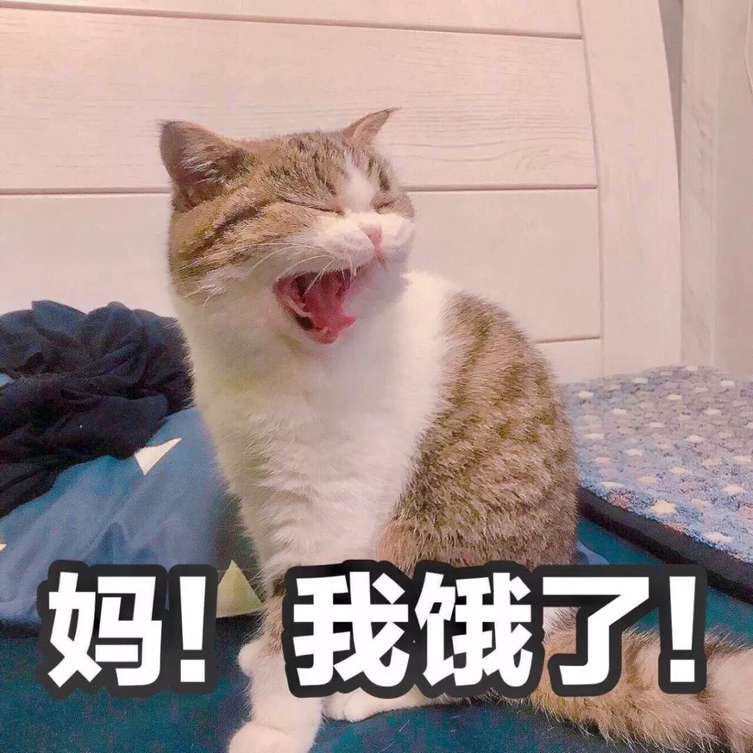 猫跟着人走还不停的叫是什么意思,猫每天叫个不停声音像哭一样