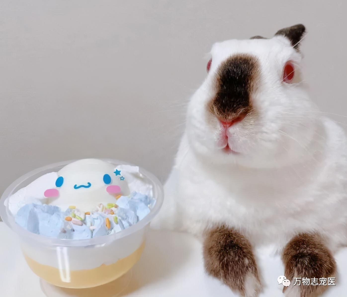 兔子不止爱吃胡萝卜,兔子有只眼睛看不见黑瞳都是白的