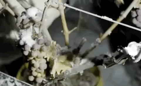 现在最火的冰酒,冰酒是什么档次的