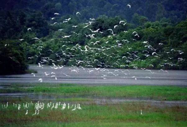 美的鹭湖99元3房一厅主题公寓,美的鹭湖附近公寓