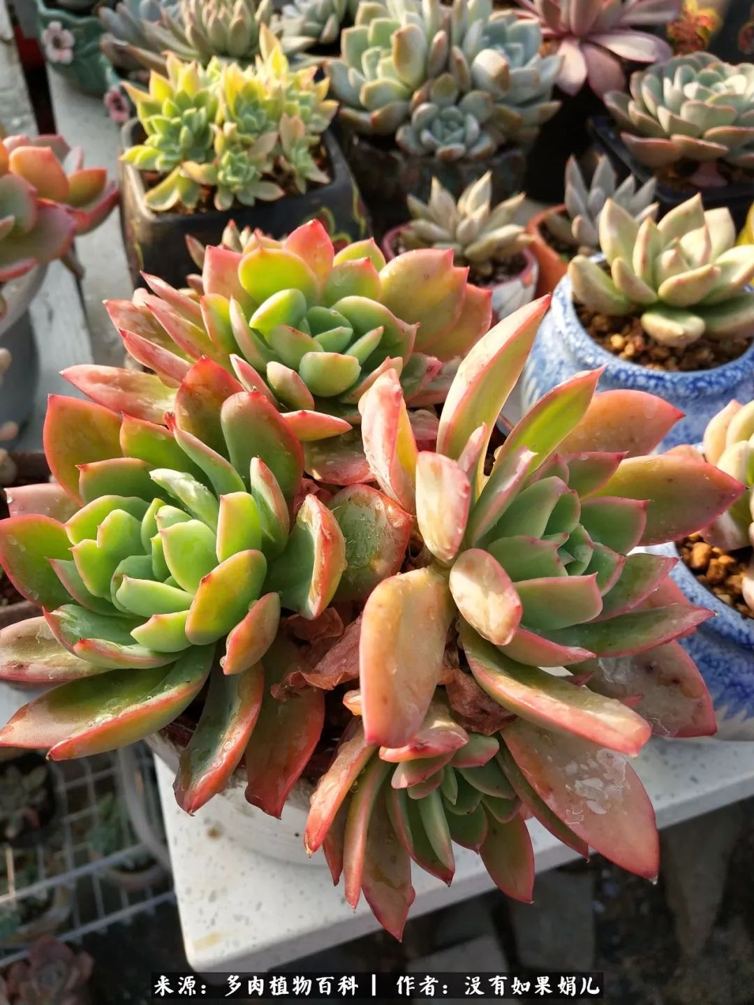 明人不说暗话，我为多肉而来！