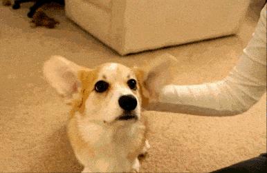 养狗的10个基本常识,养狗这50条小知识主人们都知道吗