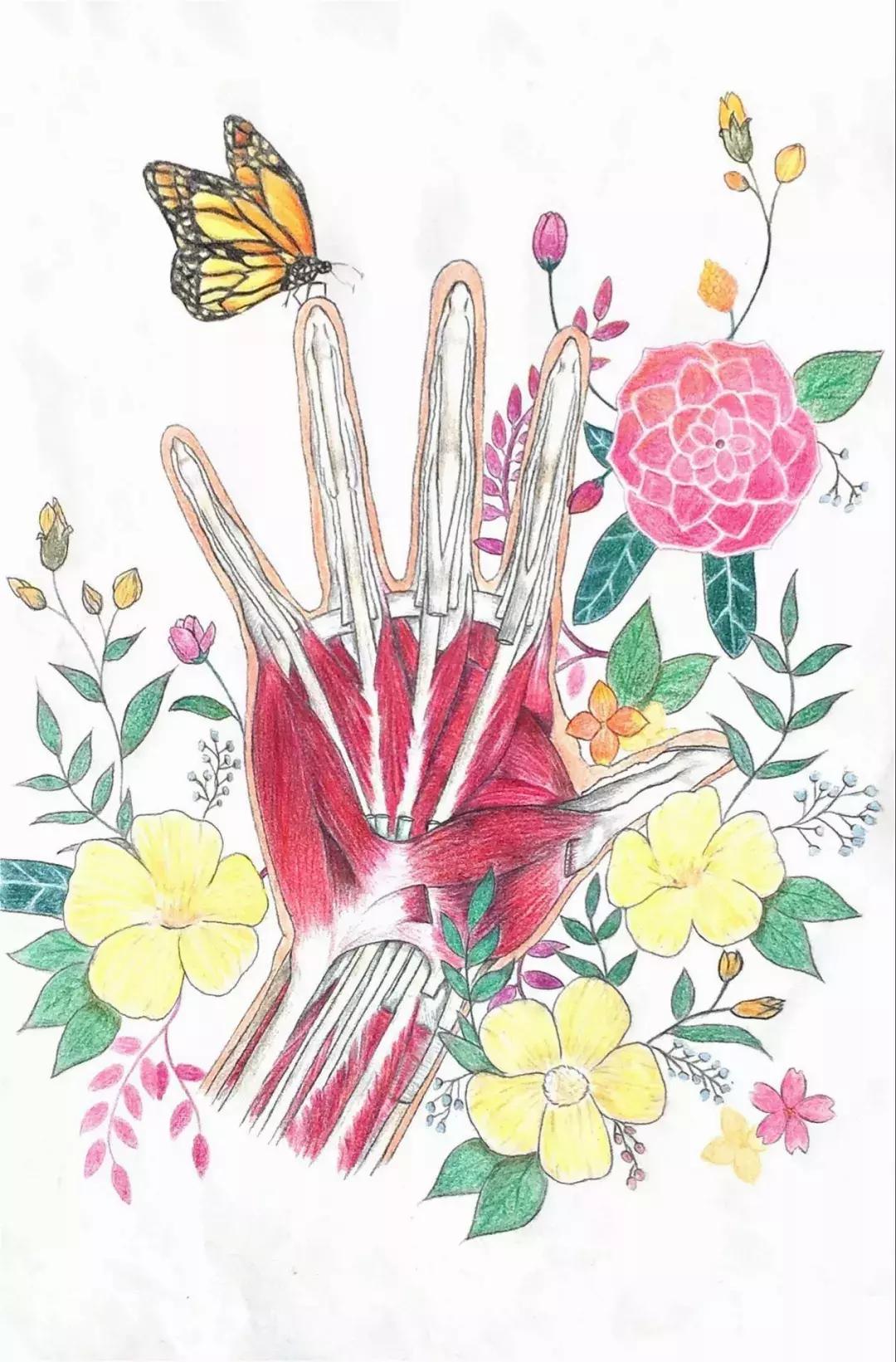 兰大医学生手绘解剖图,南方医科大学学生手绘解剖图