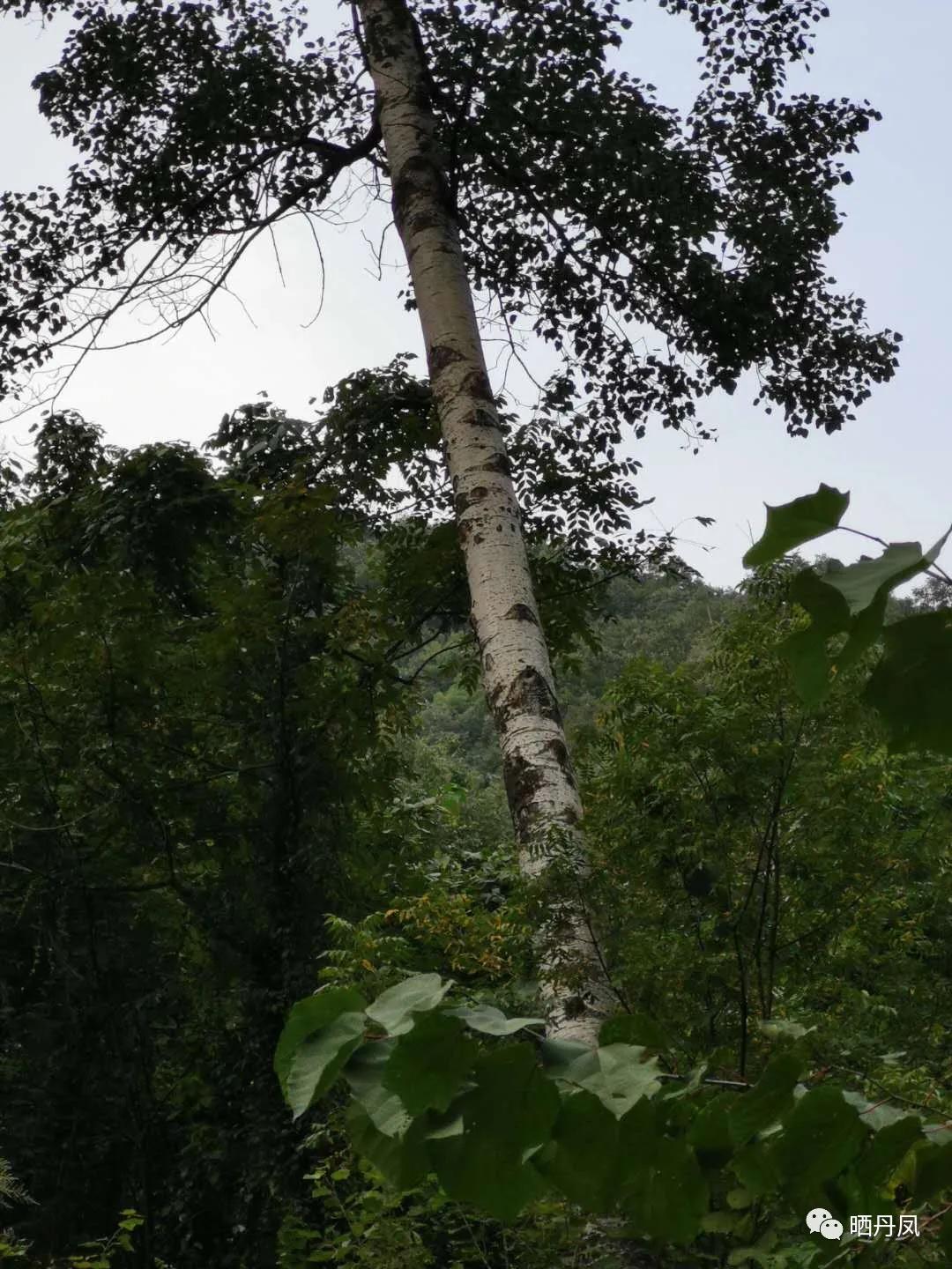 柯玲：琵琶沟，我的老家