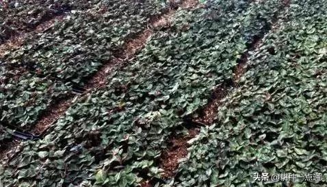 种植金线莲药材致富,金线莲种植可以赚钱吗