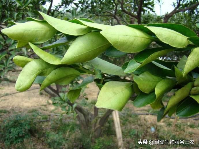 线虫侵袭作物，影响产品品质和产量，关于根结线虫，你了解多少？