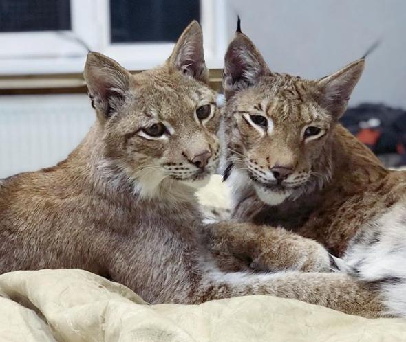 想养猫又怕被猫抓,俄罗斯养猞猁