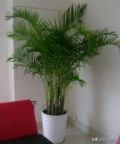 吸甲醛绿植室内组合,适合冬天放客厅吸甲醛的绿植排名