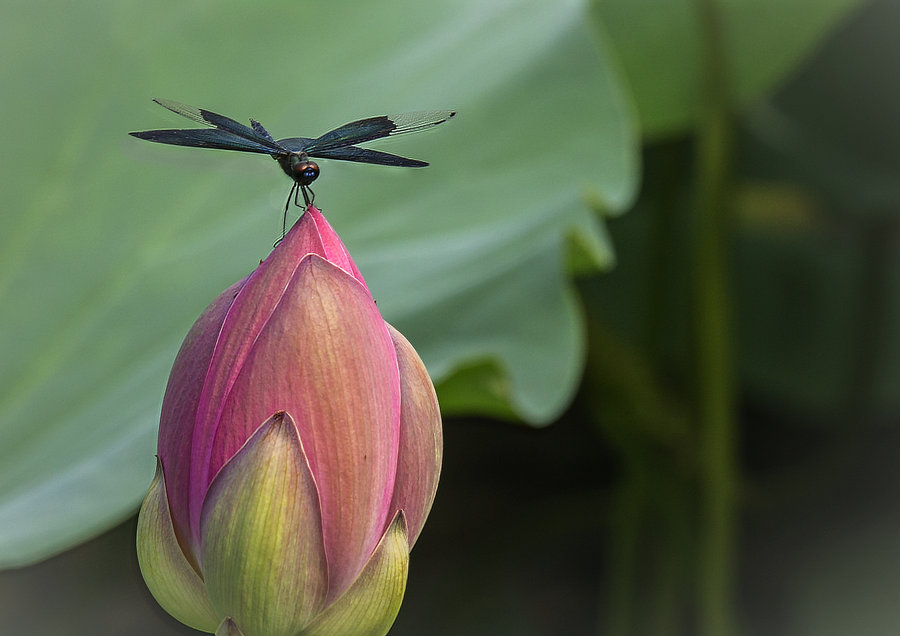 翅如蝉翼，目似明珠，巧身轻沾碧沙汀
