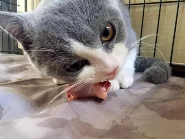 猫咪不吃生骨肉怎么办,猫咪生骨肉不吃怎么办