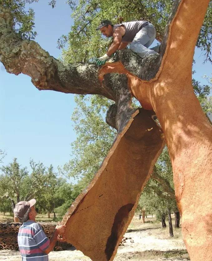 威士忌软木塞如何保存,威士忌为什么用木塞