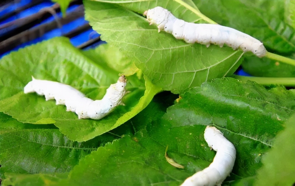 峡江草根创业故事：车轮“跑”出大老板