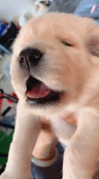 狗狗的宝宝,狗狗的宝宝日常