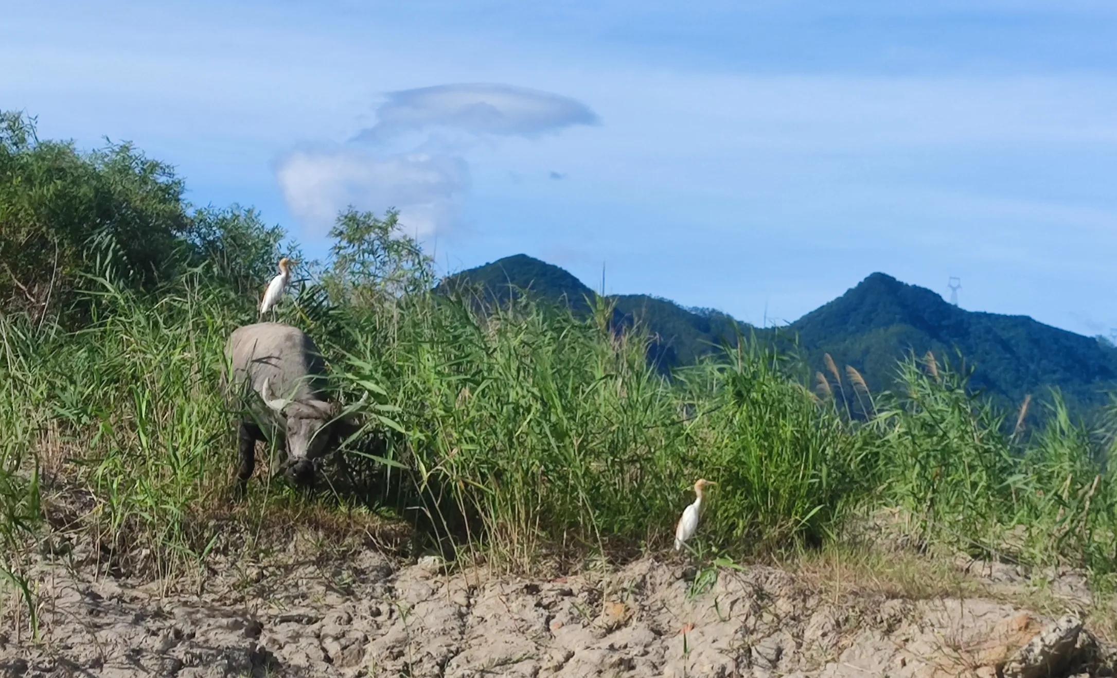精准放疗高效解决鼻咽癌免疫治疗后寡进展病例分享