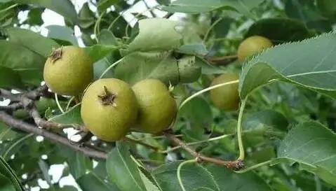 鍘熸潵鏂扮枂鐨勬按鏋滃姝ょ敎,鍘熸潵涓滃寳鐨勫湡鐗逛骇