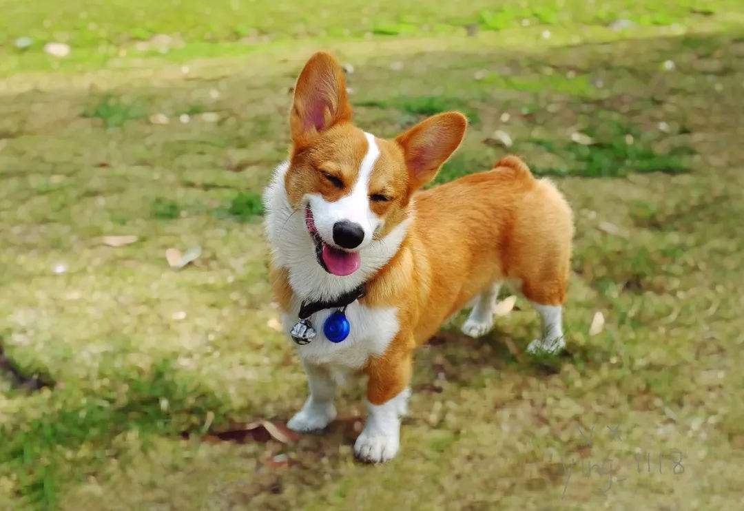 适合陪伴孩子成长的小型狗狗,8种最适合和小孩子相处的狗狗