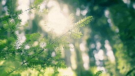 九州驿站英德天门沟树屋住宿价格,清远天门沟九州驿站