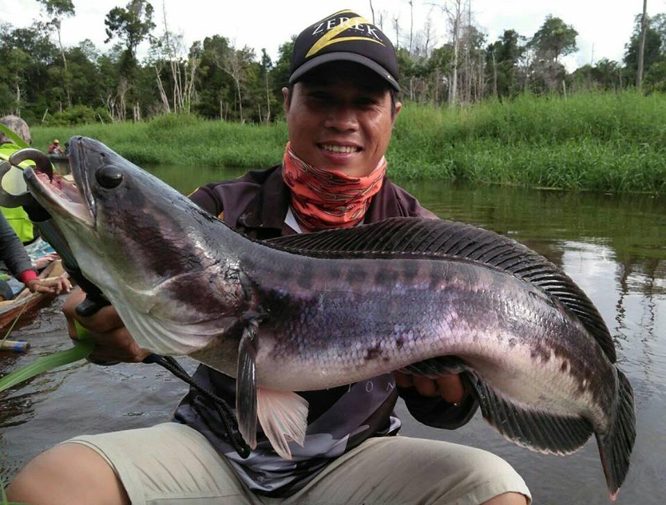 铁血战士打黑武士,铁血战士打特种兵