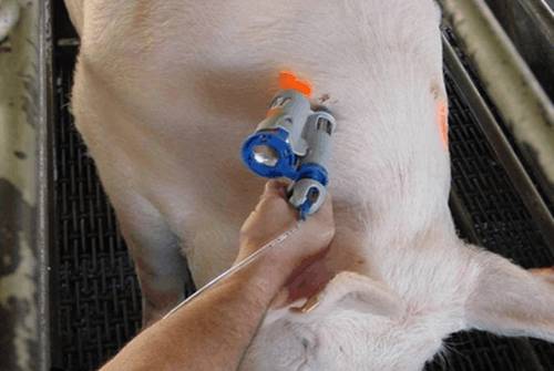 产后母猪子宫内膜炎用什么药好,母猪子宫内膜炎是什么原因造成的