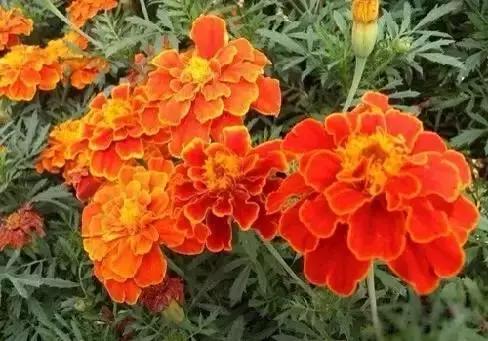 世界各国国花大开眼界美到爆,世界各国国花及国树