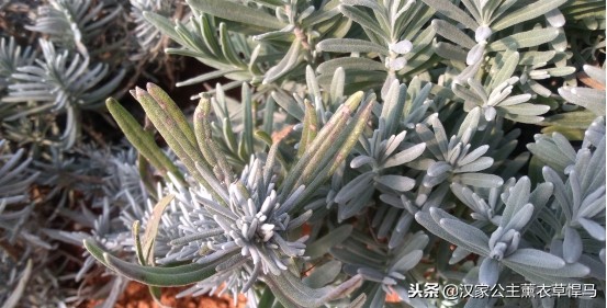 种植薰衣草可以防苍蝇吗,什么品种的薰衣草驱蚊效果最好